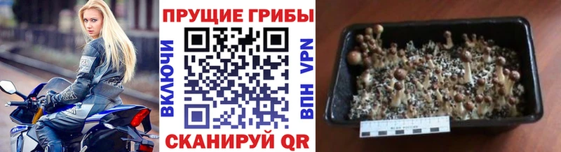 даркнет состав  где найти   Ейск  Галлюциногенные грибы мицелий 